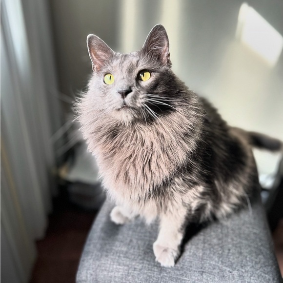 Meet your Posher, Kristy - Picture 2 of 10